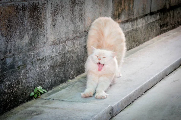 Peregangan Kucing Berbulu Persia Dan Menguap — Stok Foto