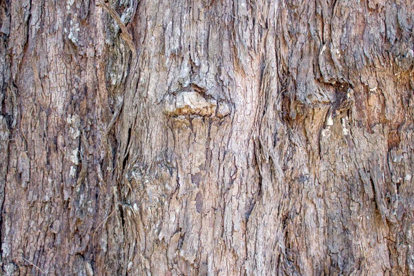 Madera Con Corteza Para Uso Fondo — Foto de Stock