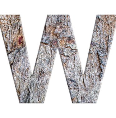 Beyaz arkaplanda izole edilmiş ağaç kabuğundan alfabeler: harf W