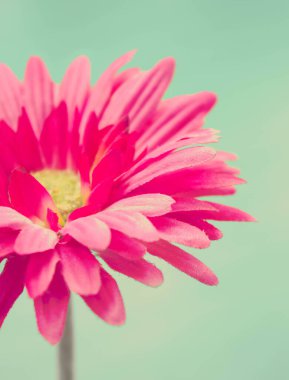 Mavi arkaplanda pembe kumaş Gerbera çiçeğinin bulanık fotoğrafı