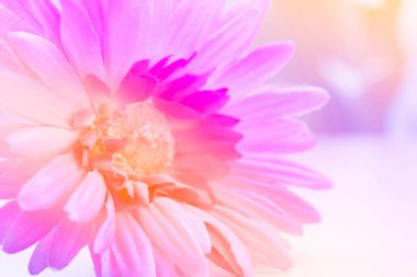 Pembe kumaşın bulanık fotoğrafı Gerbera çiçeği