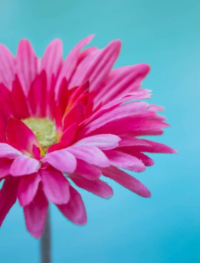 Mavi arkaplanda pembe kumaş Gerbera çiçeğinin bulanık fotoğrafı