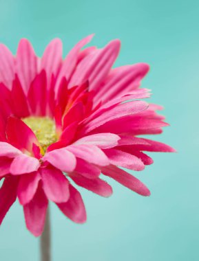 Mavi arkaplanda pembe kumaş Gerbera çiçeğinin bulanık fotoğrafı