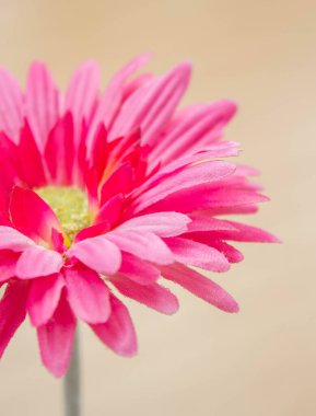 Pembe kumaşın bulanık fotoğrafı Gerbera çiçeği