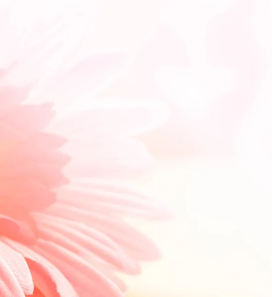 Размытое Фото Розовой Ткани Цветок Герберы — стоковое фото