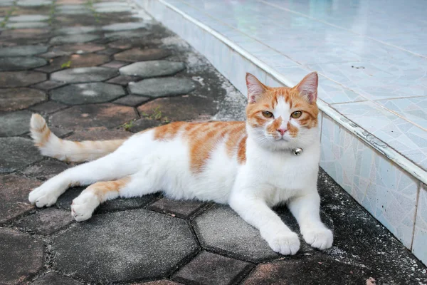 Foto Close Dari Kucing Bergaris Coklat Melihat Kamera — Stok Foto