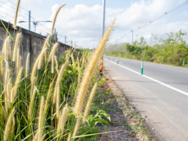 Nahaufnahme Von Federpennisetum Oder Missionsgras Auf Der Straße — Stockfoto