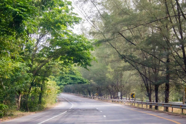 Weg Thailand Met Groene Boom — Stockfoto