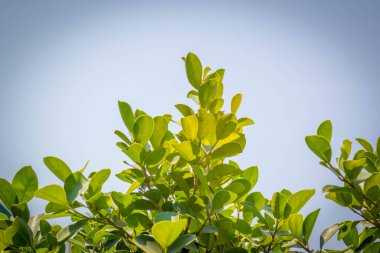 yeşil yaprak arkaplanı yakın plan