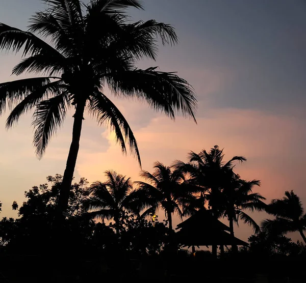 Kokospalme Auf Dem Hintergrund Des Sonnenuntergangs — Stockfoto