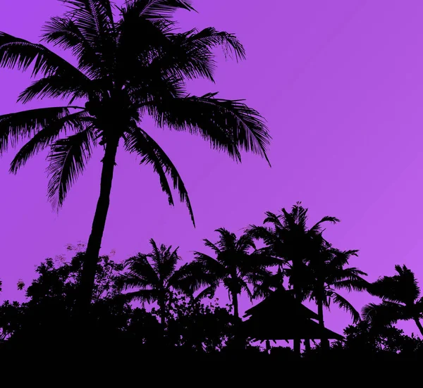 Silhouette Kokospalme Auf Lila Himmel Hintergrund — Stockfoto