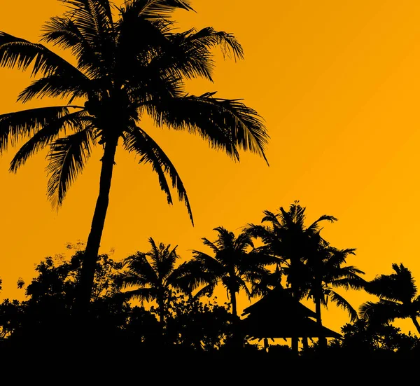 Silhouette Kokospalme Auf Goldenem Himmel Hintergrund — Stockfoto