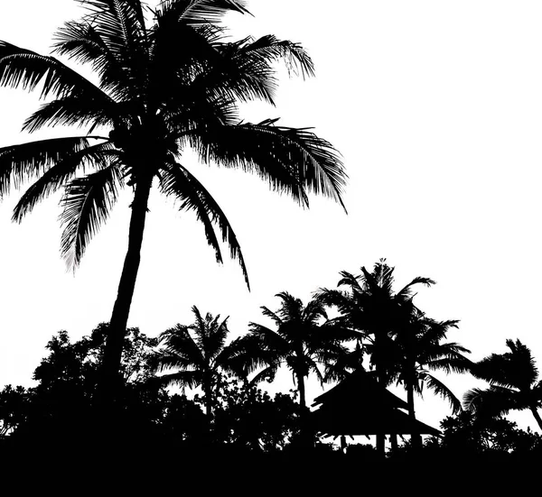 Silhouette Kokospalme Auf Weißem Himmel Hintergrund — Stockfoto