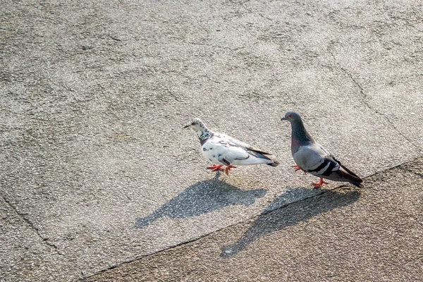 Dos Palomas Camino Ciudad —  Fotos de Stock