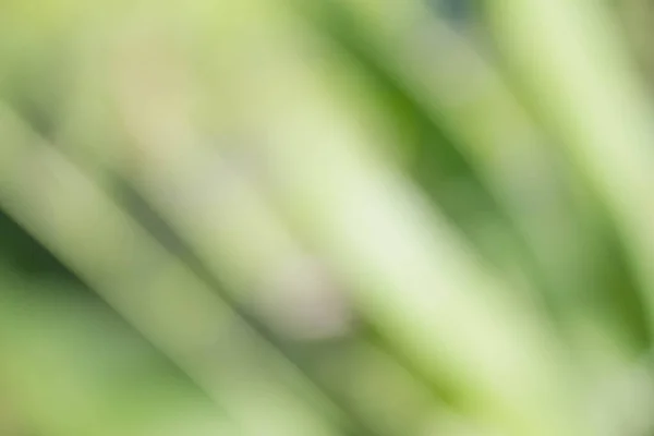 Soyut Bulanık Yeşil Ağaç Yaprağı Bokeh — Stok fotoğraf