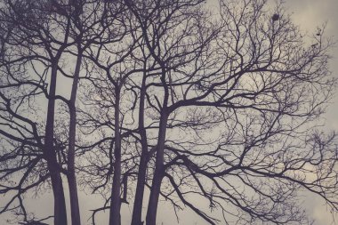 Mavi gökyüzündeki ağacın silueti.