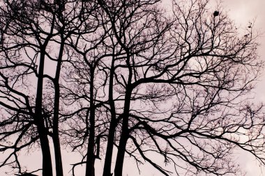 Renk filtresindeki ağacın siluet fotoğrafı