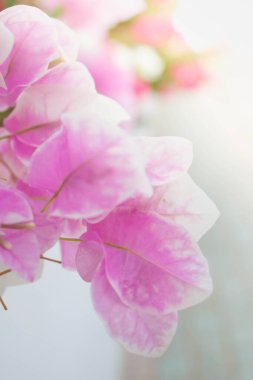 Bougainvillea, yazın kağıt çiçekler.