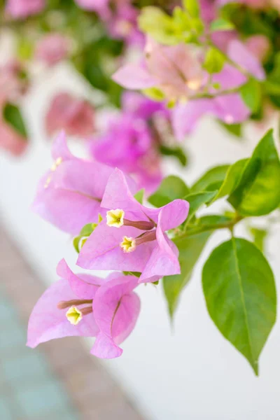 Bougainvillea Papieren Bloemen Zomer — Stockfoto