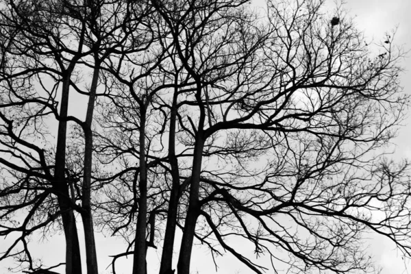 Sylwetka Zdjęcie Drzewa Czerni Bieli — Zdjęcie stockowe