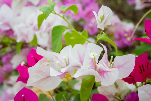 Bougainvillea Flores Papel Verão — Fotografia de Stock