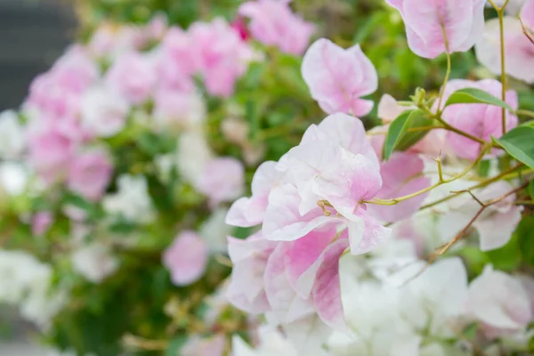 Bougainvillea Flores Papel Verão — Fotografia de Stock