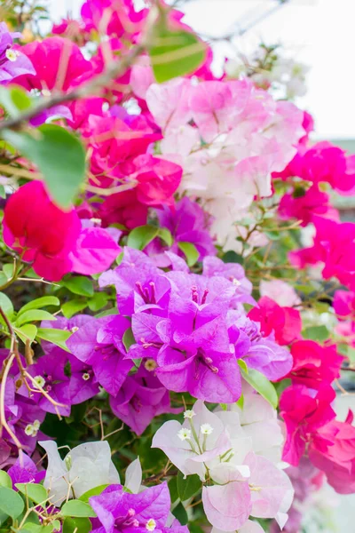 Bougainvillea Flores Papel Verão — Fotografia de Stock