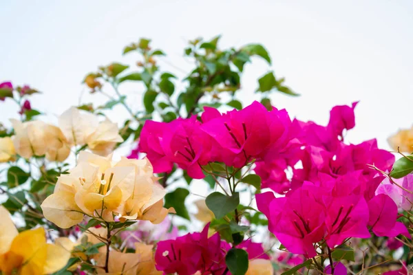 Bougainvillea Flores Papel Verão — Fotografia de Stock