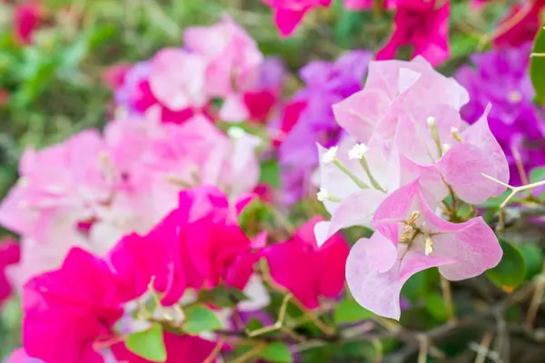 Bougainvillea Yazın Kağıt Çiçekler — Stok fotoğraf