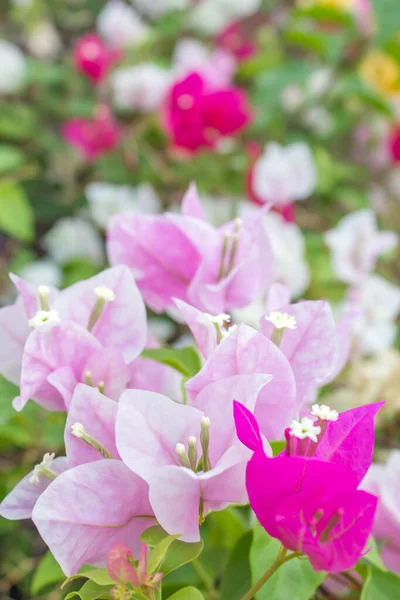 Bougainvillea Flores Papel Verão — Fotografia de Stock