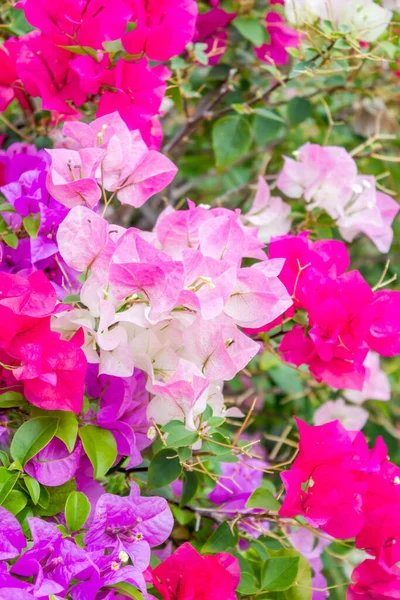 Bougainvillea Flores Papel Verão — Fotografia de Stock