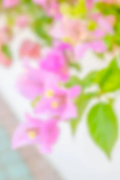 Abstract Focus Von Bougainvillea Papierblumen Für Den Hintergrund — Stockfoto