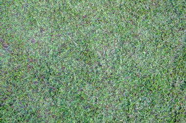 yeşil çimen dokusu arkaplanı