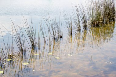 Bitkiler suyun altında parlıyor ve yansıyor.