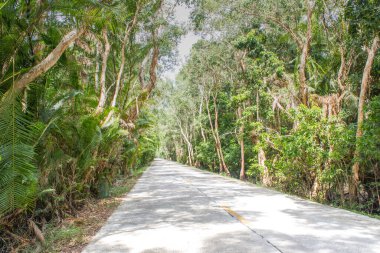 Doğal yeşil ağaç ormanı boyunca düz yol manzarası