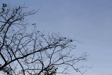 Kuru ağaç. Yaz mevsiminde yaprak yok. Mavi arka planda.