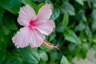 Bahçede yeşil yapraklı pembe Çin gülü