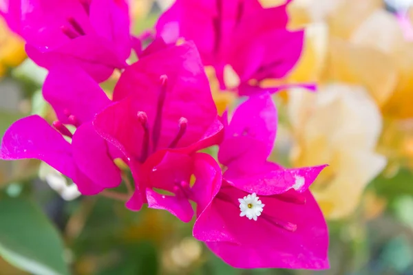 Bougainvillea Papir Blomster Sommeren - Stock-foto