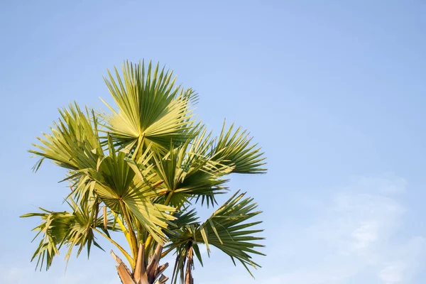 Asiatische Palmyra Palme Toddy Palme Zuckerpalme Kambodschanische Palme Auf Blauem — Stockfoto