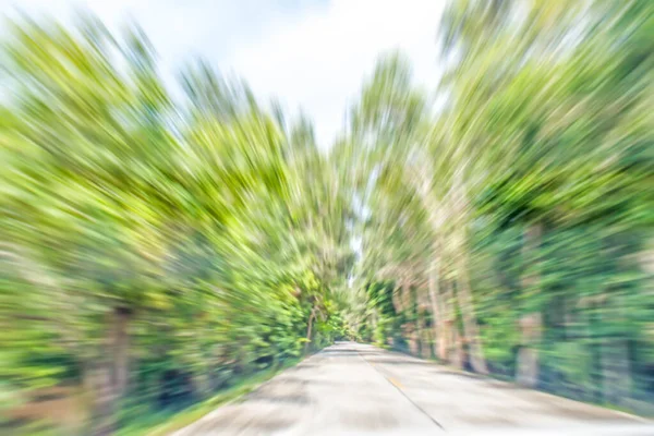 Abstrakte Bewegung Verschwommenes Foto Der Straße Entlang Natürlicher Kiefernbäume — Stockfoto