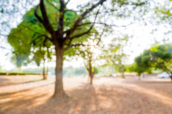 Αφηρημένη Bokeh Θολή Φόντο Του Πράσινου Δέντρου Στον Κήπο — Φωτογραφία Αρχείου