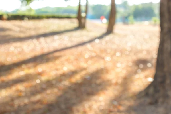 Abstraktes Bokeh Verschwommener Hintergrund Von Grünem Baum Garten — Stockfoto