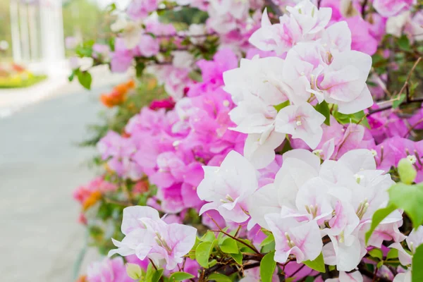 Bougainvillea Flores Papel Verão — Fotografia de Stock