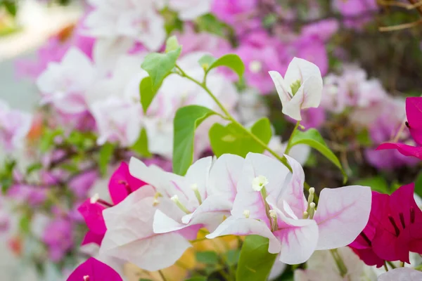 Bougainvillea Yazın Kağıt Çiçekler — Stok fotoğraf