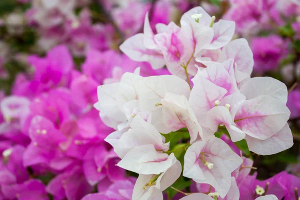 Bougainvillea Flores Papel Verão — Fotografia de Stock