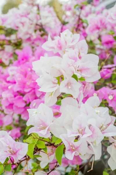Bougainvillea Flores Papel Verão — Fotografia de Stock