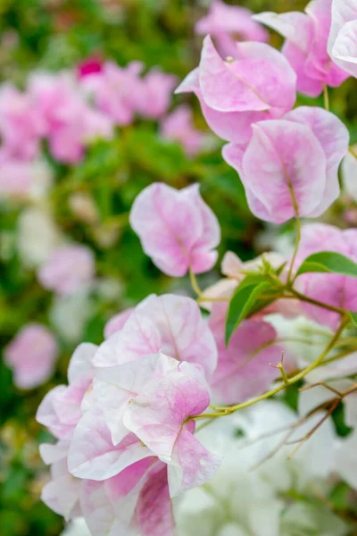 Bougainvillea Flores Papel Verão — Fotografia de Stock