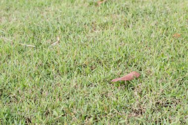 Kırmızı yapraklı yeşil çimen dokusu