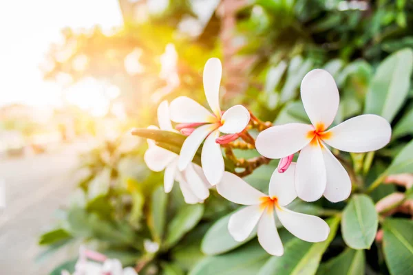 Plumeria Branca Árvore Flores Jardim Com Luz Solar — Fotografia de Stock