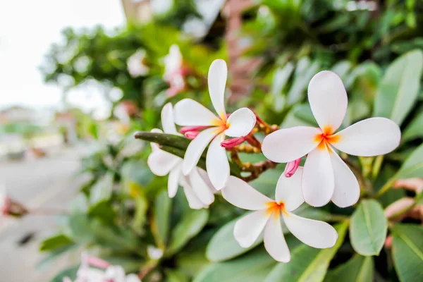 Witte Plumeria Bloem Boom Tuin — Stockfoto